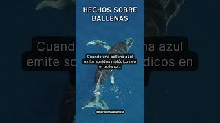 El Misterioso Canto de la Ballena Azul 🐋🎶 [upl. by Matthieu281]