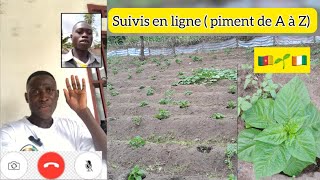 Suivis en ligne de A à Z sur la culture du piment [upl. by Dionis]