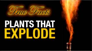 True Facts Plants That Explode [upl. by Ennovi]