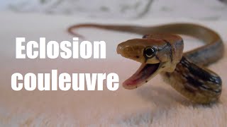 Éclosion œufs de couleuvre asiatique [upl. by Gracia736]