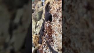 Black Frog Tadpoles Underwater Video chichannafrog  Falcon Aquarium Services [upl. by Attaymik314]