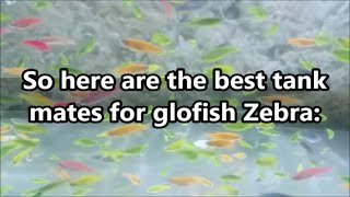 Glofish zebra danio best tank mates  what fish can you have with Glofish zebra fish [upl. by Derby]