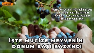 En güçlü antioksidan  Don riski ve ilaçlaması yok Tüm merak ettikleriniz bu videoda [upl. by Caz]