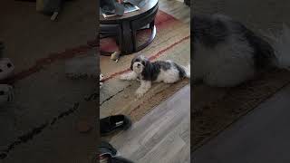 Daisy Dae Bark shihtzu shipoo dog [upl. by Croydon]