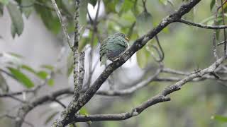 Jambu Fruitdove Ptilinopus jambu [upl. by Bashee]