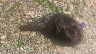 Female California sea otter grooming [upl. by Dagna562]