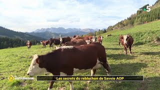 Reblochon  la star de la Savoie   La Quotidienne [upl. by Vitus]