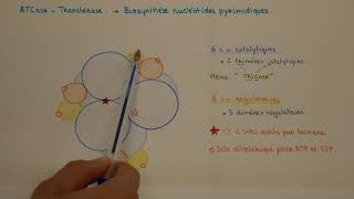 ENZYMO ASPARTATE TRANSCARBAMYLASE ET SES REGULATEURS [upl. by Euginimod]