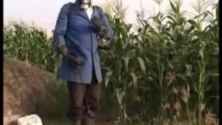 Maize Production Steps Including Application of Foliar Fertilizers Part II [upl. by Sitrik]