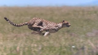 Cheetah  Chase Compilation [upl. by Claud]