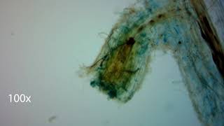 Rangeland Rhizosphere Microscopy III [upl. by Nylaf864]