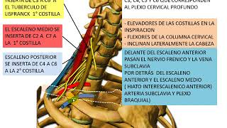 MUSCULOS DE CUELLO 3 ESCALENOS Y PROFUNDOS DEL CUELLO [upl. by Willman]