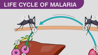 plasmodium vivax life cycle in man [upl. by Hayidah]