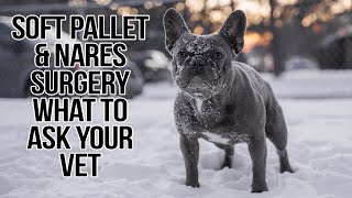 French Bulldog BOAS Surgery Consult  Heres What We Asked [upl. by Rogerson]