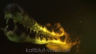 SundaGavial False Gharial Tomistoma Crocodile Buaya [upl. by Schaumberger]