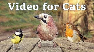 Videos for Cats to Watch  8 Hour Birds Bonanza  Cat TV Bird Watch [upl. by Amabelle]