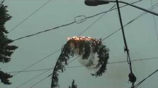 Tree Limb Explosion Overhead Electrical Lines [upl. by Richy]