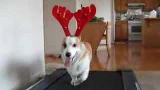 Bear the Corgi Reindeer Workout Video [upl. by Marti]