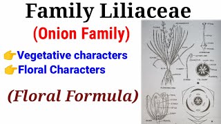 Family Liliaceae Onion Family In HindiUrdu [upl. by Teirrah]