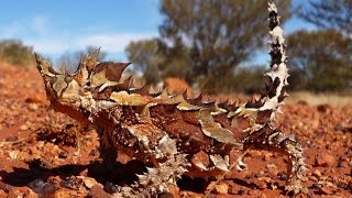 Documental Reptiles del desierto australiano [upl. by Halik615]