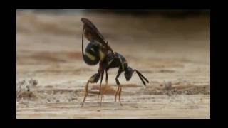 Leucospid wasp parasitizing mason bee larva [upl. by Salaidh781]