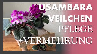 Usambaraveilchen 💜💚 Saintpaulia  African Violet  Wie man sie pflegt und vermehrt  Spezialtöpfe [upl. by Akinahc15]