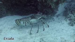 Spiny lobster courtship  Cozumel  Mexico [upl. by Enihpled259]