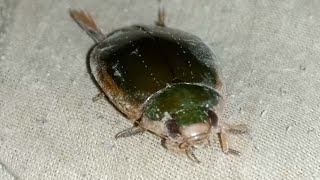 Great diving beetle  Dytiscus marginalis  green in colour [upl. by Rosemare989]