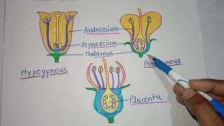 Hypogynous Perigynous and EpigynousPosition of Floral parts on the thalamus [upl. by Ateuqahs804]