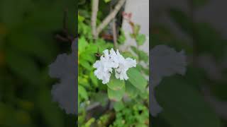 Lagerstroemia indica L white bằng lăng sẻ trắng [upl. by Eenalem]