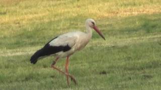 Storch mit Stuhlgang [upl. by Ennirak]