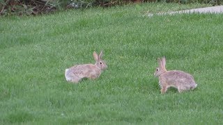 bunnies hopping around [upl. by Aelyak]