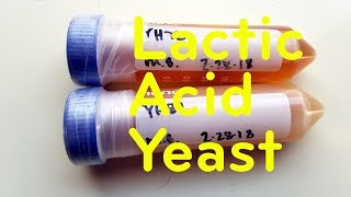 A New Way to Sour Beer Lactic Acid Yeast [upl. by Stephen]