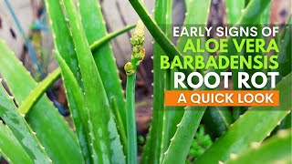 Early Signs of Aloe vera Barbadensis Root Rot [upl. by Nila2]