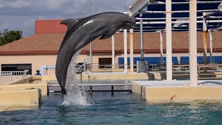 Bottlenose Dolphin Koko training session during Inside Look at SeaWorld San Antonio Nov 3 2023 [upl. by Tab426]