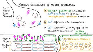 How Muscles Actually Work  The Science Behind Muscle Contraction [upl. by Halle]