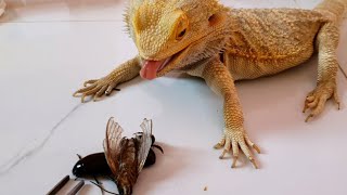 Bearded Dragon Owners Are Freaking Out About This One Snack [upl. by Ocsisnarf242]