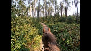 Trotting and cantering on the sand trails at Newborough [upl. by Albert]