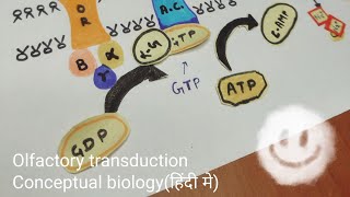 Olfactory transduction  molecular events हिंदी मे [upl. by Aciretehs]