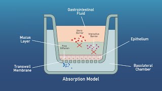 Aelius Biotech Digestion and Absorption Models [upl. by Sirdna112]