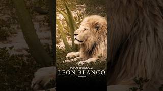 Fotografia a Leones Blancos en el Tuzoofari 🤍🦁 hidalgo pachuca safari animales tuzoofari [upl. by Yxor]