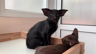 Mafiosi Italo black Oriental Shorthair kitten male 25112021 [upl. by Nosredneh]