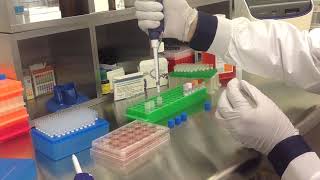 Altogen Biosystems In Vitro Fibroblast Transfection Tutorial [upl. by Carolina265]