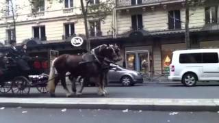 Défilé de chevaux et dattelages à Paris 24112013 [upl. by Acinaj985]