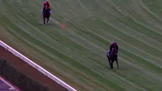 20 Feb Gallops Gallop 3 [upl. by Reinhart]