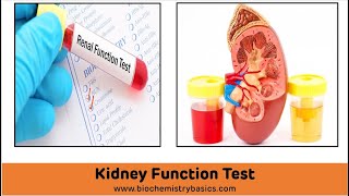 Kidney Function Tests Biochemistry  Renal Function Tests [upl. by Curr]