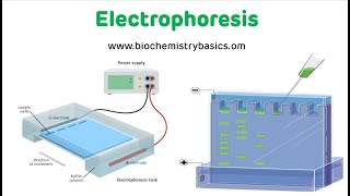 Electrophoresis Technique  Electrophoresis Biochemistry [upl. by Ashbaugh]