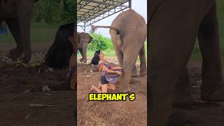 How Elephant Poop Becomes Liquid Gold 🤯 [upl. by Eloc494]