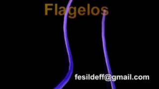 flagellum [upl. by Trebmer995]