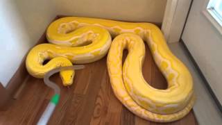 Reticulated Python handling in defense mode zulu [upl. by Olette]